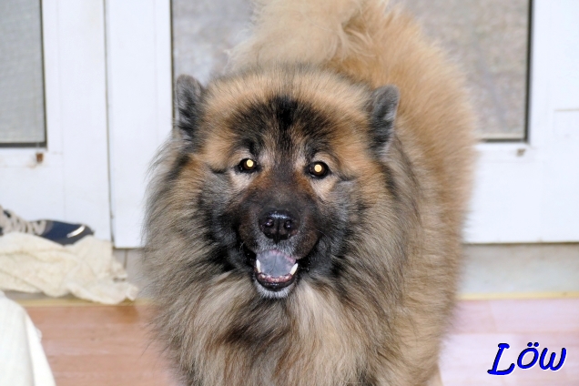 11.12.2024 - Wer ist da ein alter Hund?